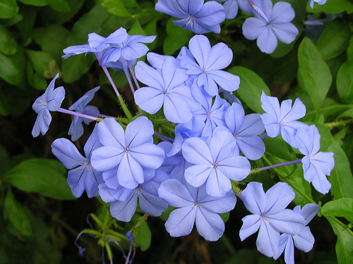 Plumbago