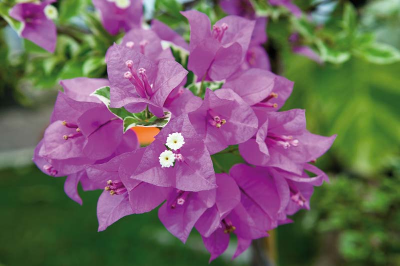 Bouganvilla Californiana