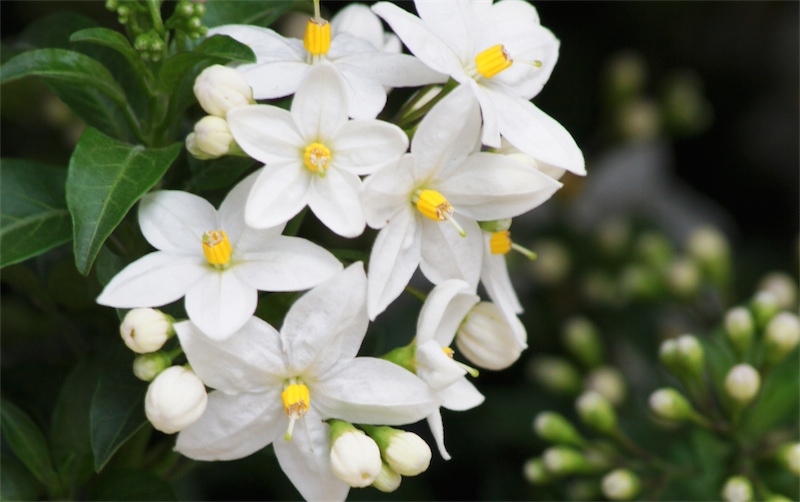 Solanum Butterfly