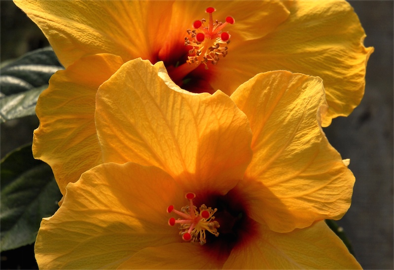 Hibiscus