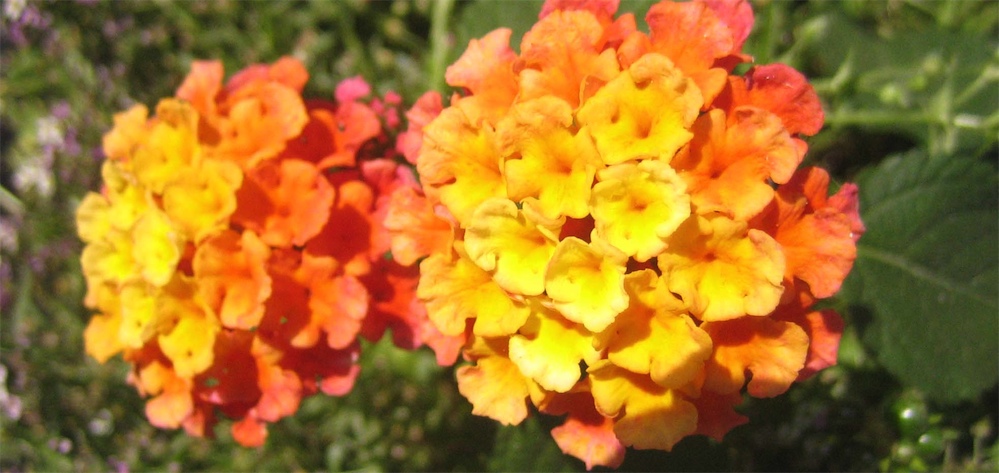 Lantana Camara