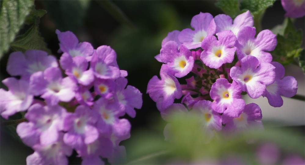 Lantana Sellowiana