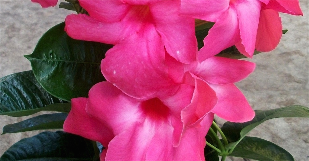 Mandevilla